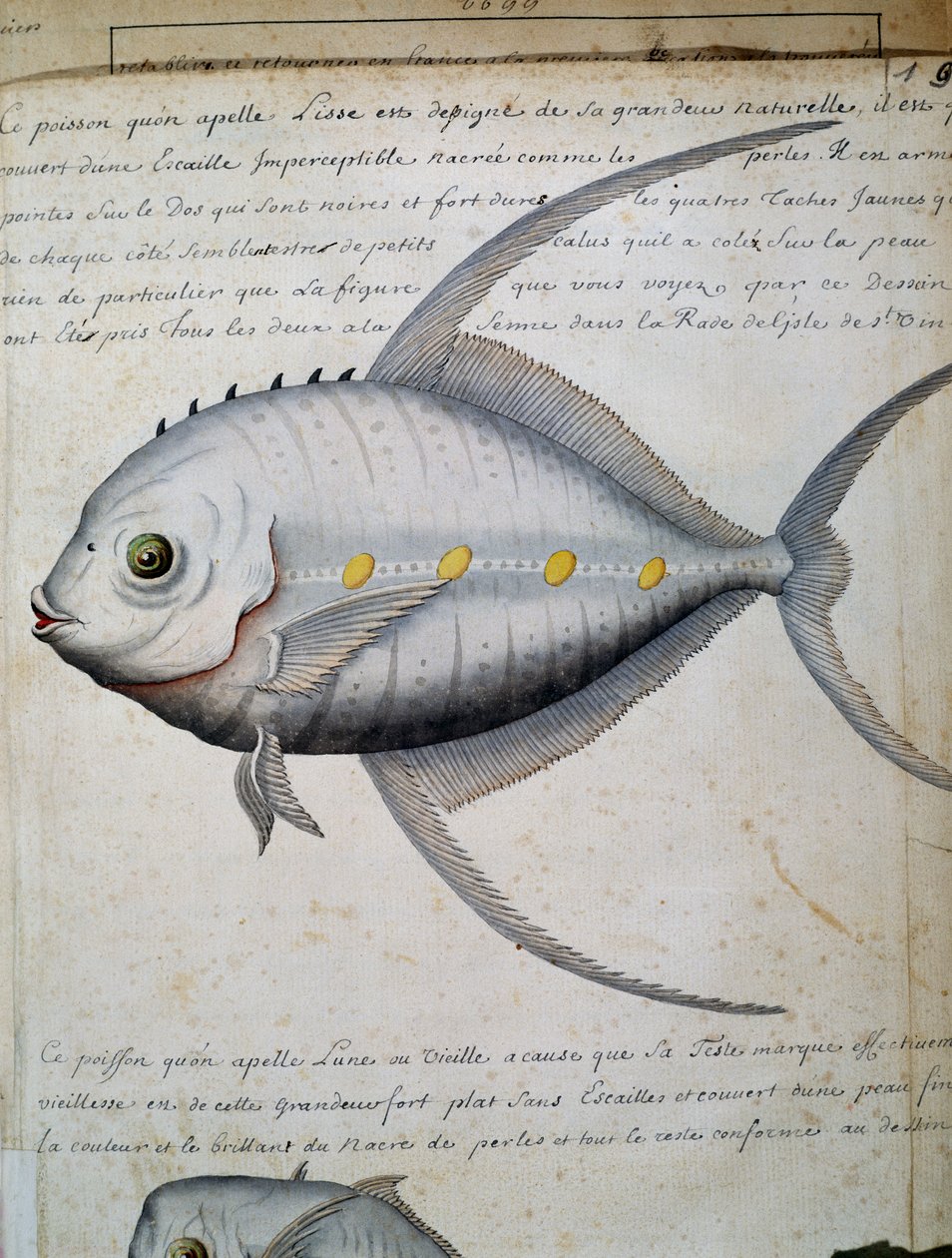 Lisse nevű hal, Sao Vicente sziget, Zöld-foki-szigetek, akvarell naplóból Jacques Gouin de Beauchesne (1652-1730), a Compagnie royale de la Mer du Sud kapitánya, 1698-1701, Franciaország alkotó: French School