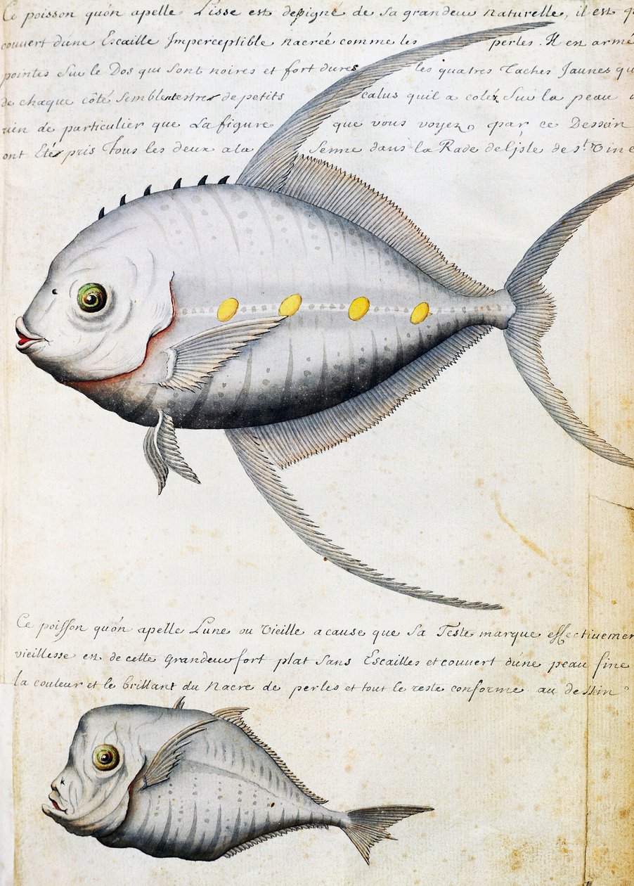 Lisse nevű halak és holdhalak, Sao Vicente sziget, Zöld-foki-szigetek, akvarell naplóból Jacques Gouin de Beauchesne (1652-1730), a Compagnie royale de la Mer du Sud kapitánya, 1698-1701, Franciaország alkotó: French School