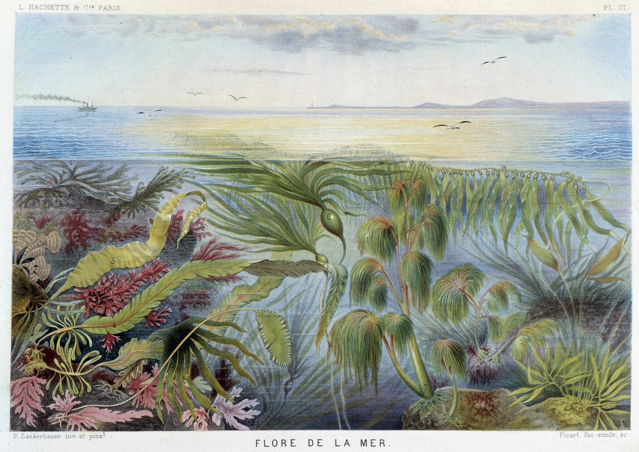 A tenger növényvilága - in: Alfred Fredol "Le Monde de la Mer", szerk. Párizs, Hachette. alkotó: French School