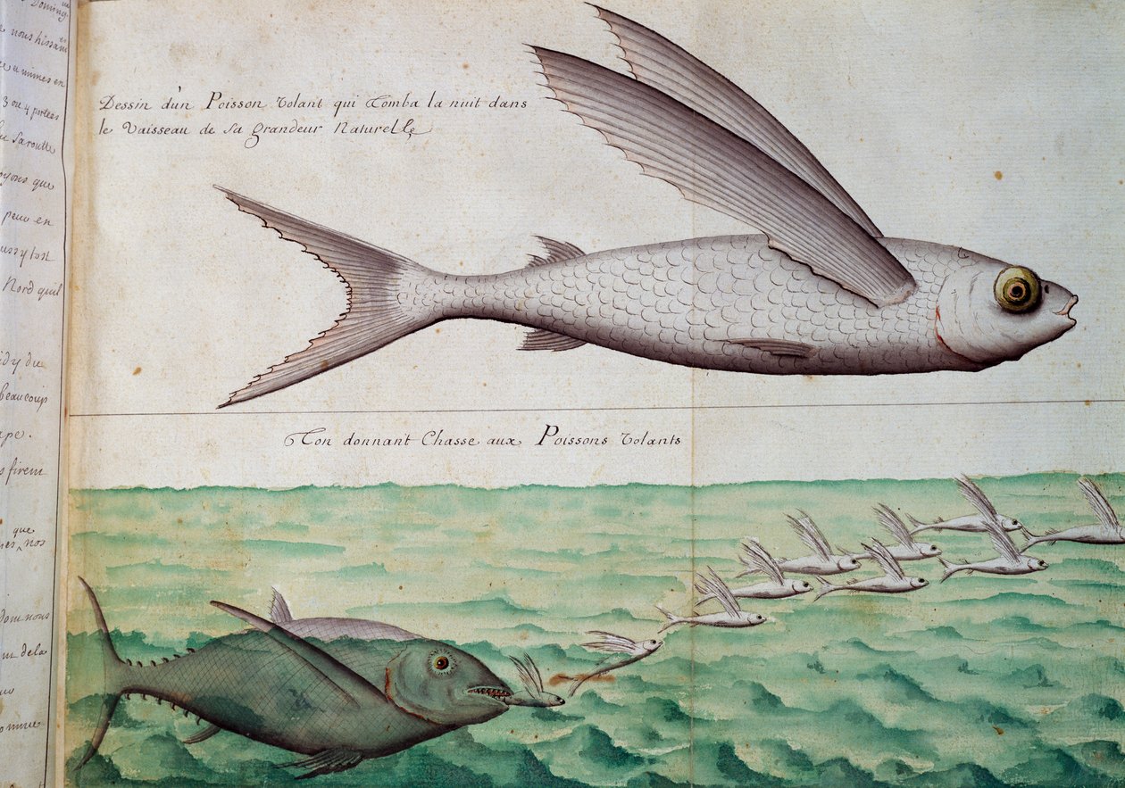 Repülőhal és repülőhalat kergető tonhal, Rák trópusa, Jacques Gouin de Beauchesne (1652-1730), a Compagnie royale de la Mer du Sud kapitánya, 1698-1701, Franciaország akvarellje a hajónaplóból alkotó: French School