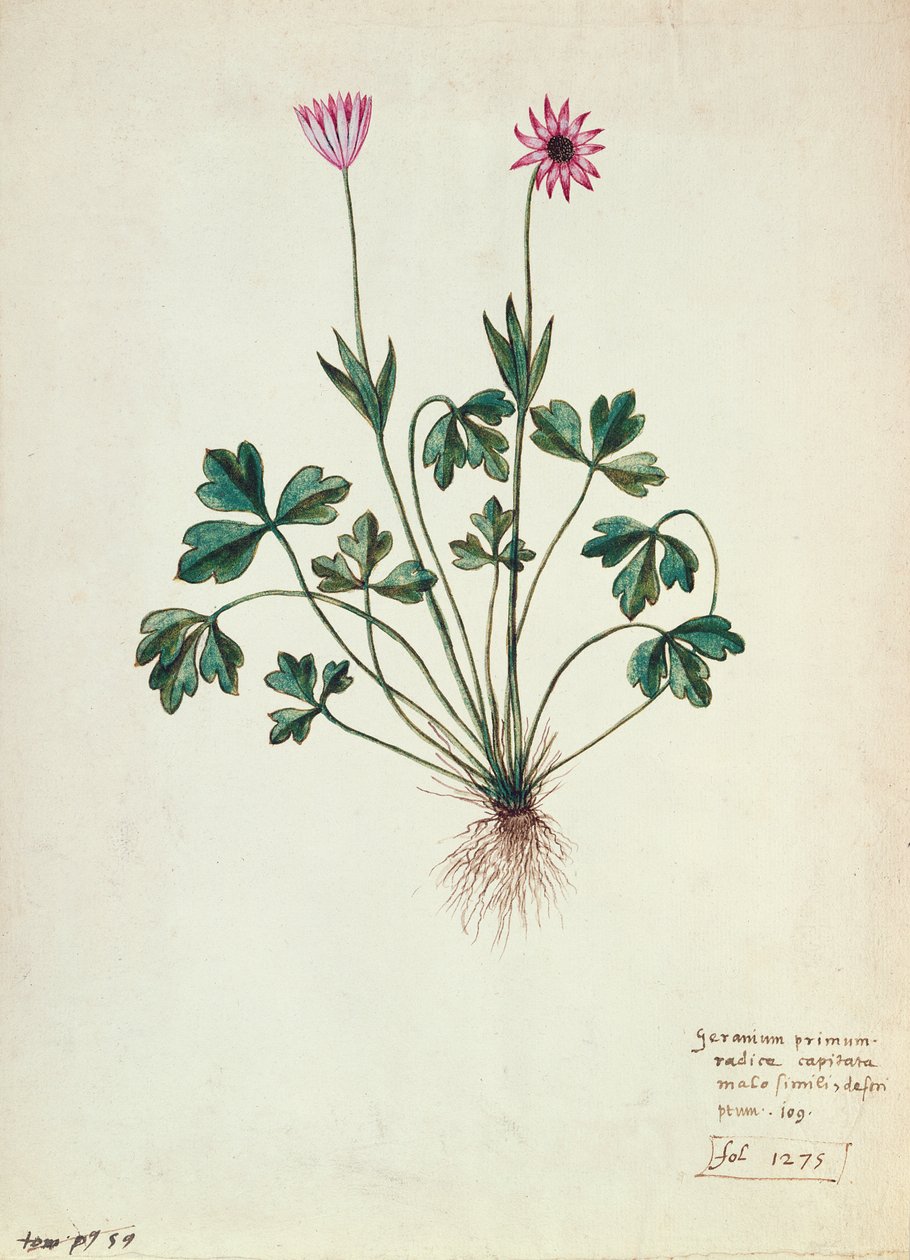 Fol.1275 Geranium (wc papíron) alkotó: French School