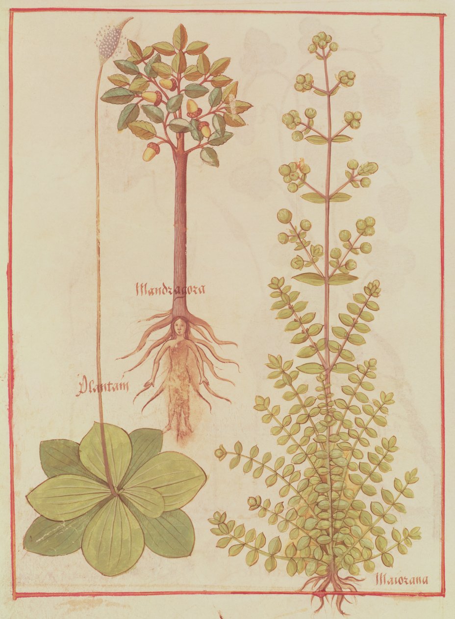 Fr 12322 f.180v Útifű, majoránna és mandragóra, Livre des Simples Medecines, 1520-30 körül alkotó: French School