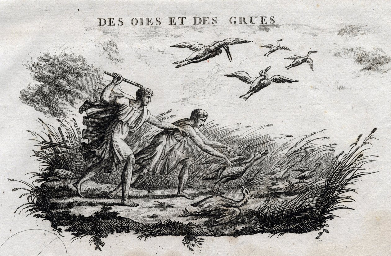 Liba és darvak – Fable d