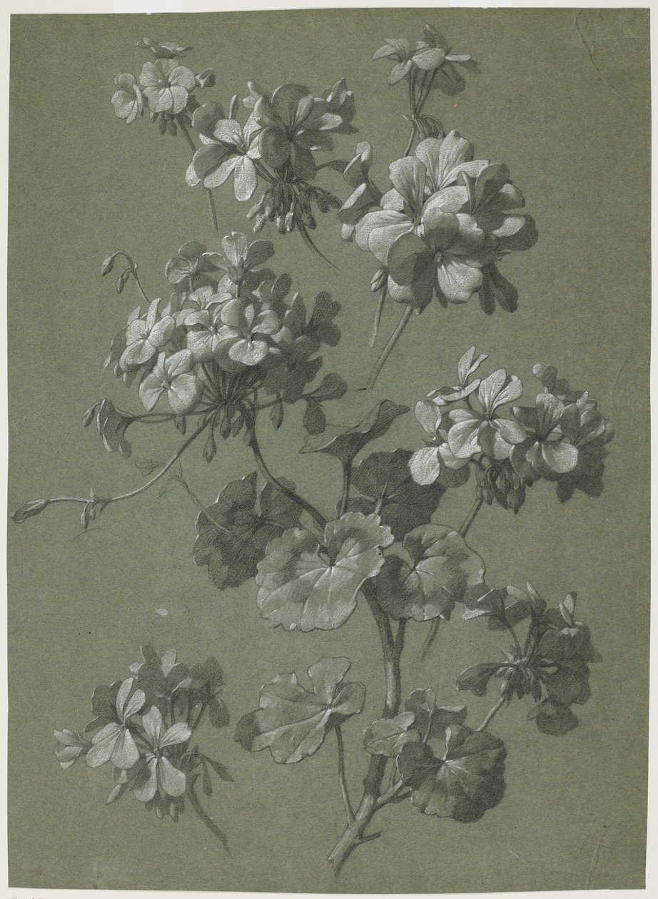 Muskátli (Pelargonium sp.), 1800 körül (szén és fehér kréta, zöld szövés) alkotó: French School