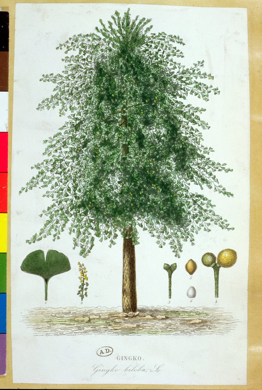 Ginkgo biloba fa alkotó: French School