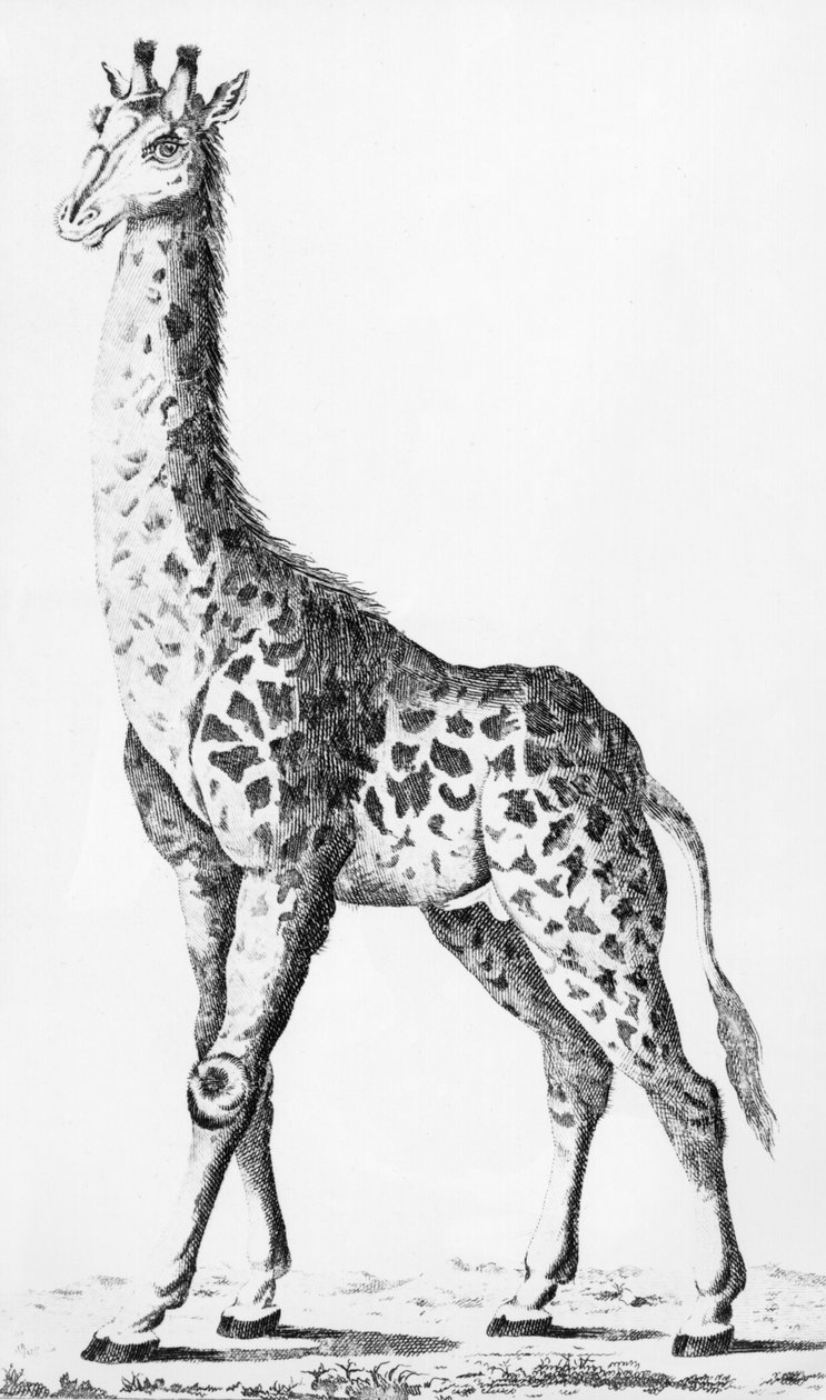 Zsiráfot hozott vissza Levaillant úr, amikor Afrikában utazott, illusztráció az Observations sur la Physique, sur lHistoire Naturelle et sur les Arts, dediees a Mgr. Artois grófja, 1789. december alkotó: French School