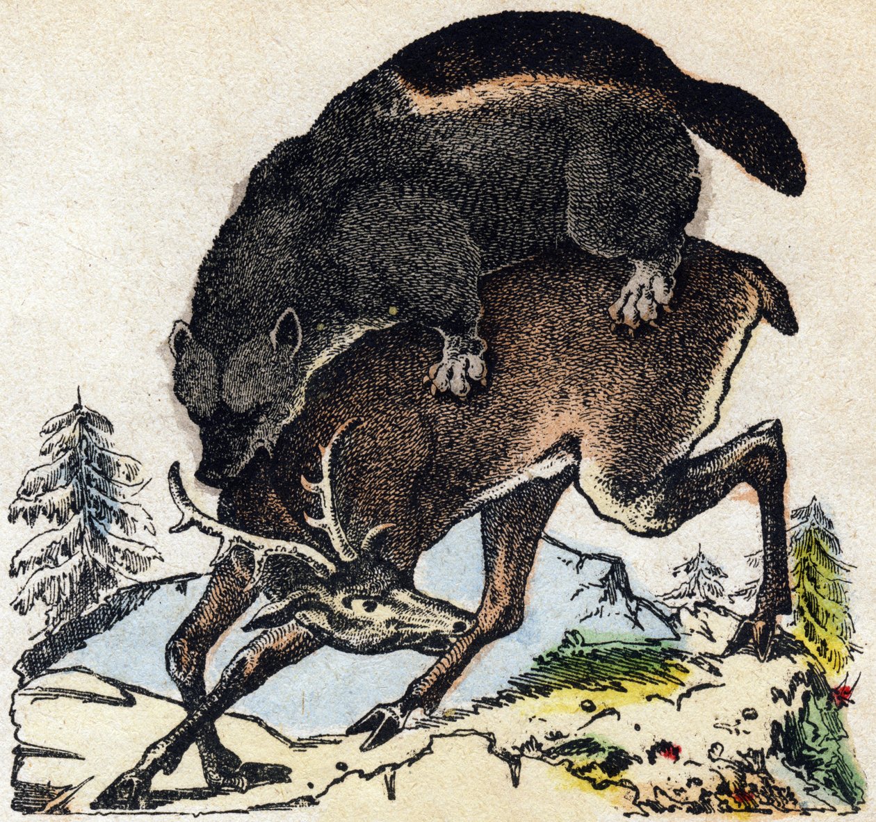 Falánkság. Metszet: „Alphabet des animaux sauvages””. 9. sorozat. Epinal, Pellerin, nyomdász-kiadó képei, 1870 körül. Metszetek fára, stencilezett. 16 oldal. Mérete: 20 x 15 cm. Magángyűjtemény alkotó: French School