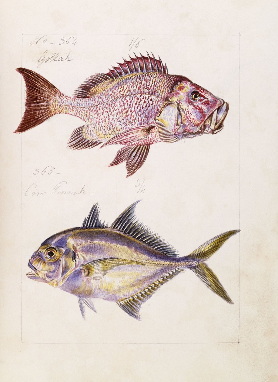 Golla stb., 1850 körül alkotó: French School