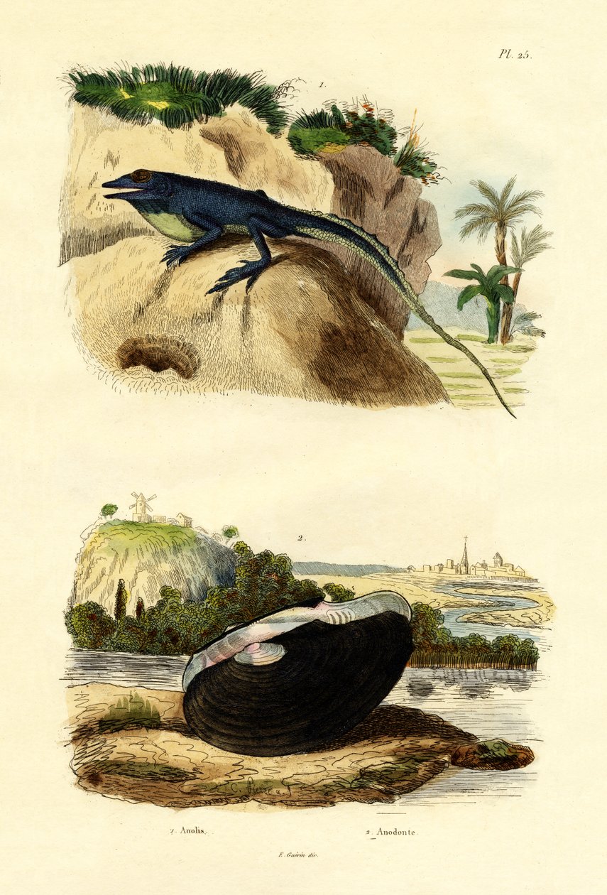 Green Anole, 1833-39 alkotó: French School