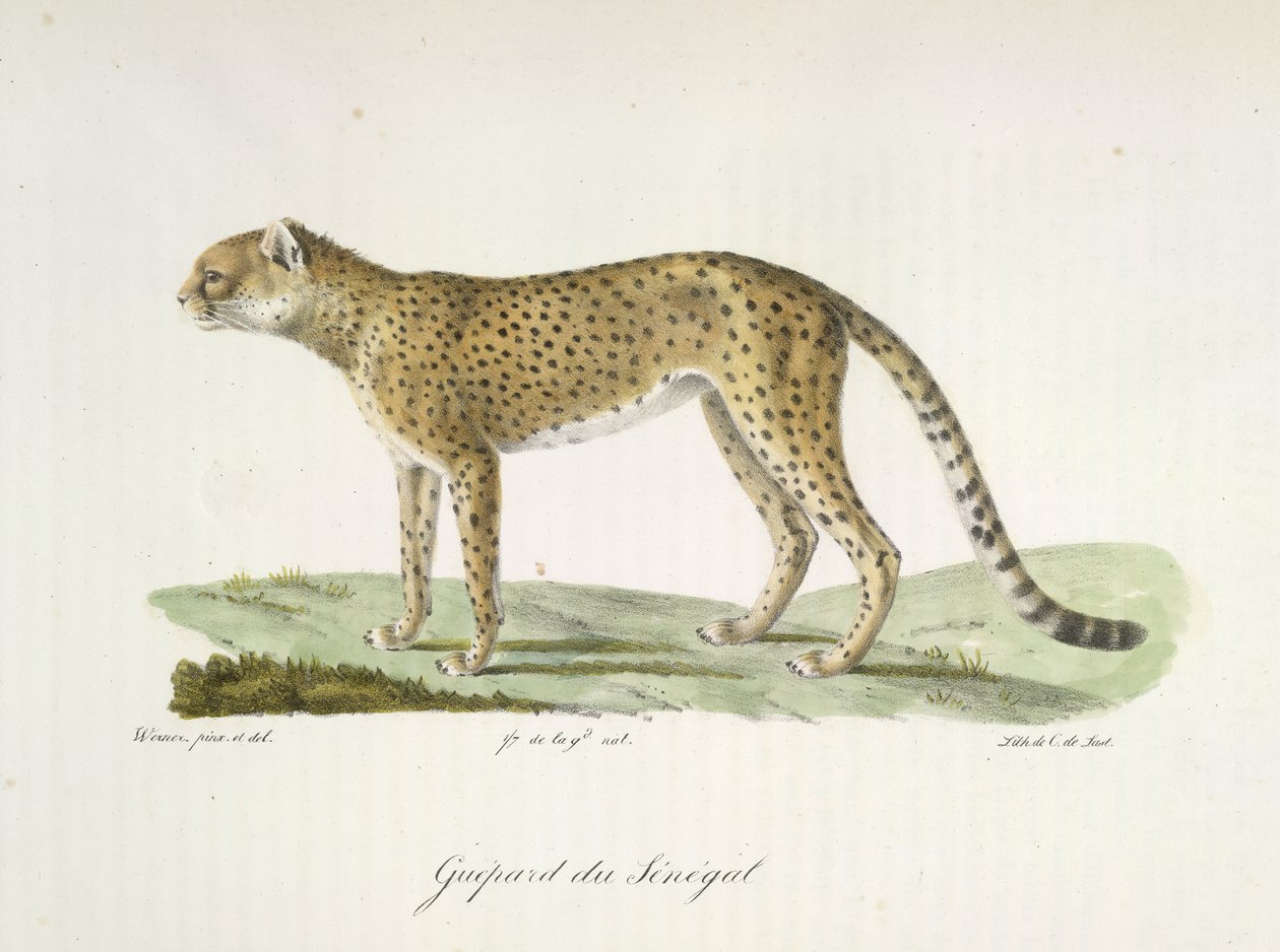 Szenegáli gepárd, az emlősök természetrajzából (színes litho) alkotó: French School