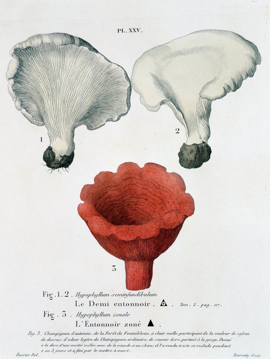 Féltölcsér és zónás tölcsér: Jean Jacques Paulet „Gombaszerződés”, 18. század vége alkotó: French School