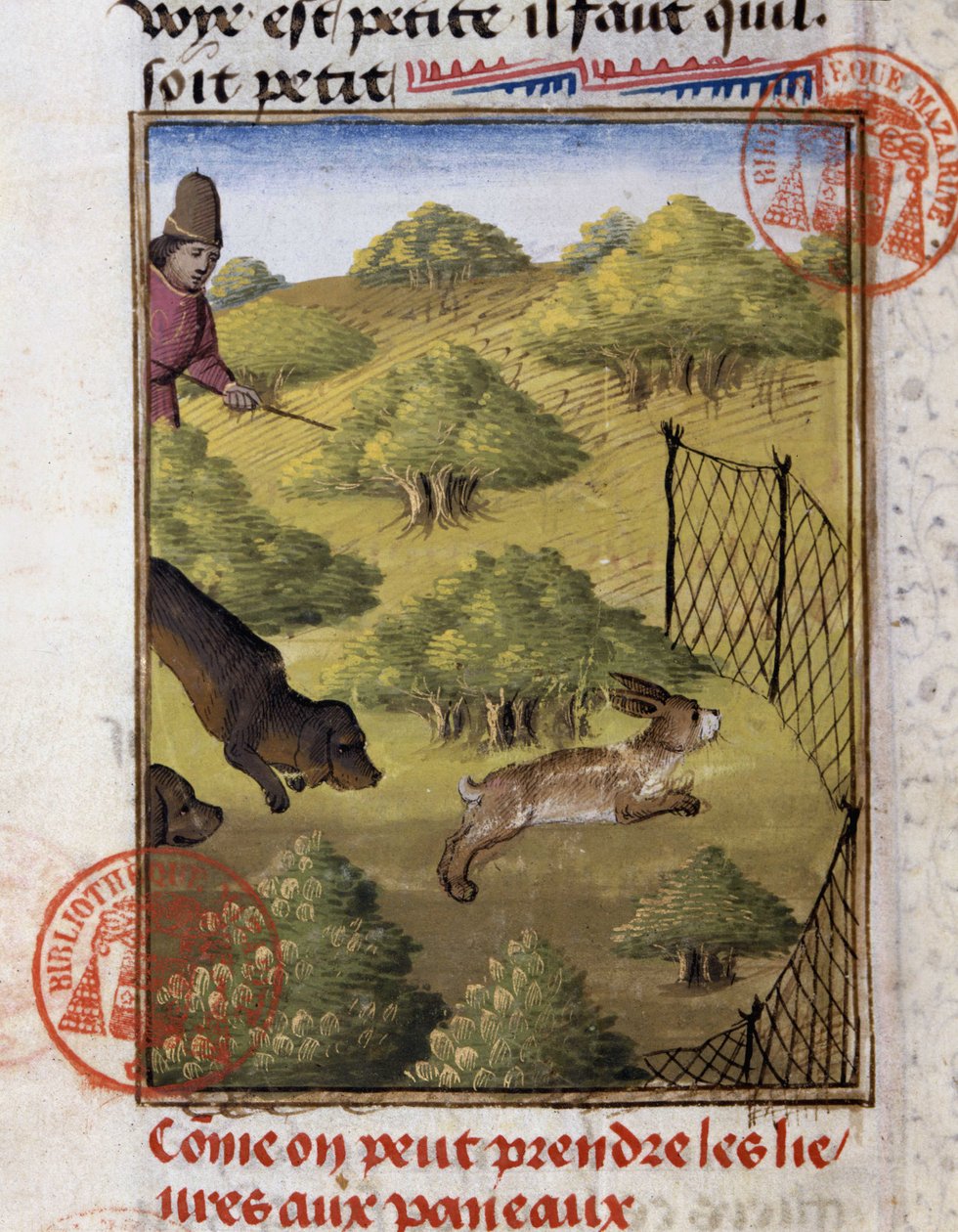 Nyúlvadászat – Gaston Phoebus, Foix grófja, Béarn ura „” vadászkönyvében” alkotó: French School