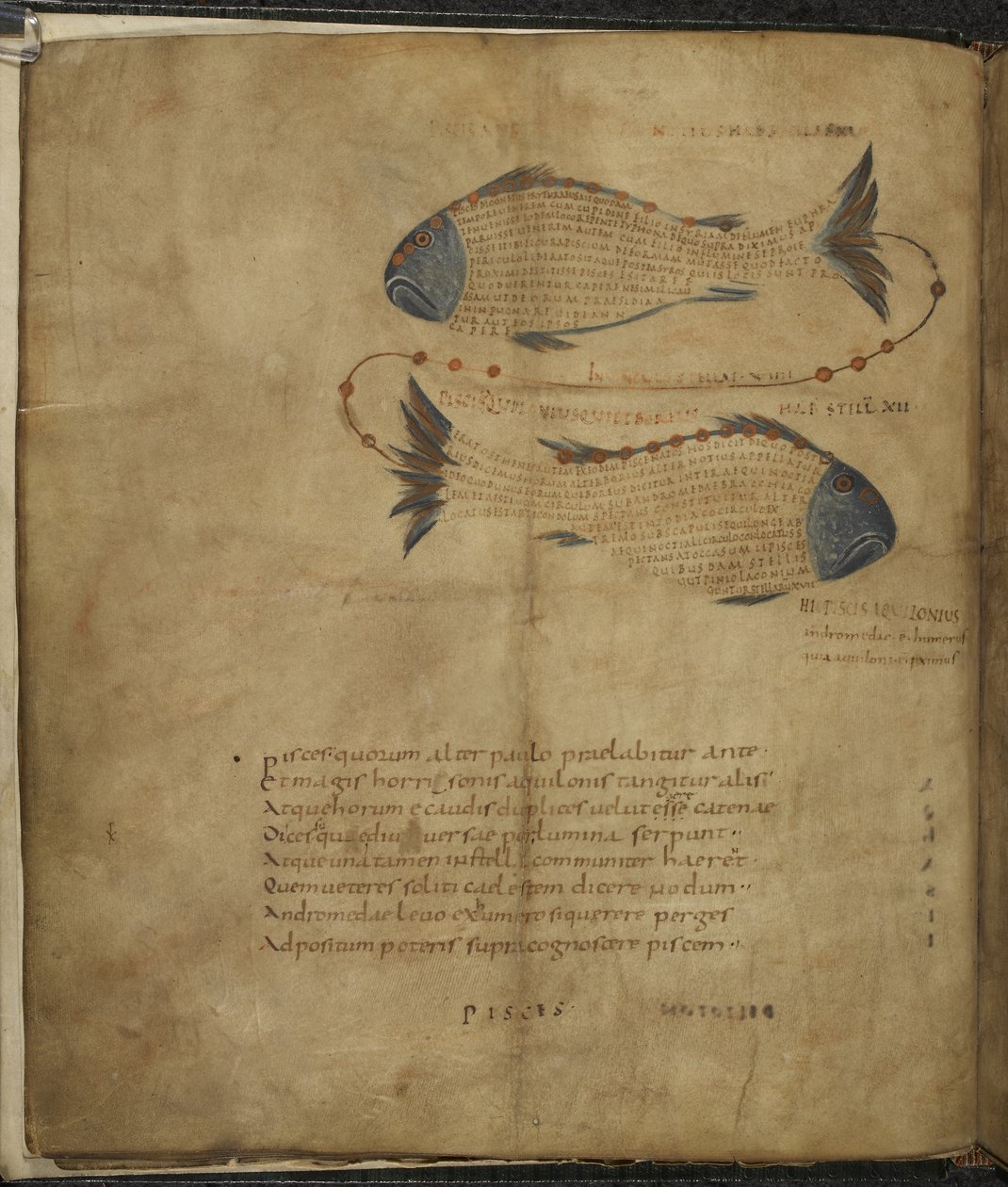 Harley 647, f.3v Illusztráció a Halak csillagképről, Marcus Tullius Cicero „Paratus” című művéből, 1820-40 körül (vellum) alkotó: French School