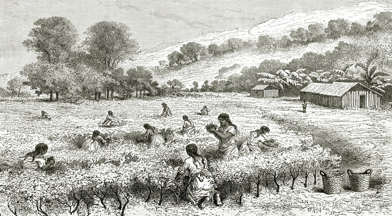 Coca betakarítása, Peru, illusztráció a Le Tour du Monde magazinból, 1877 alkotó: French School