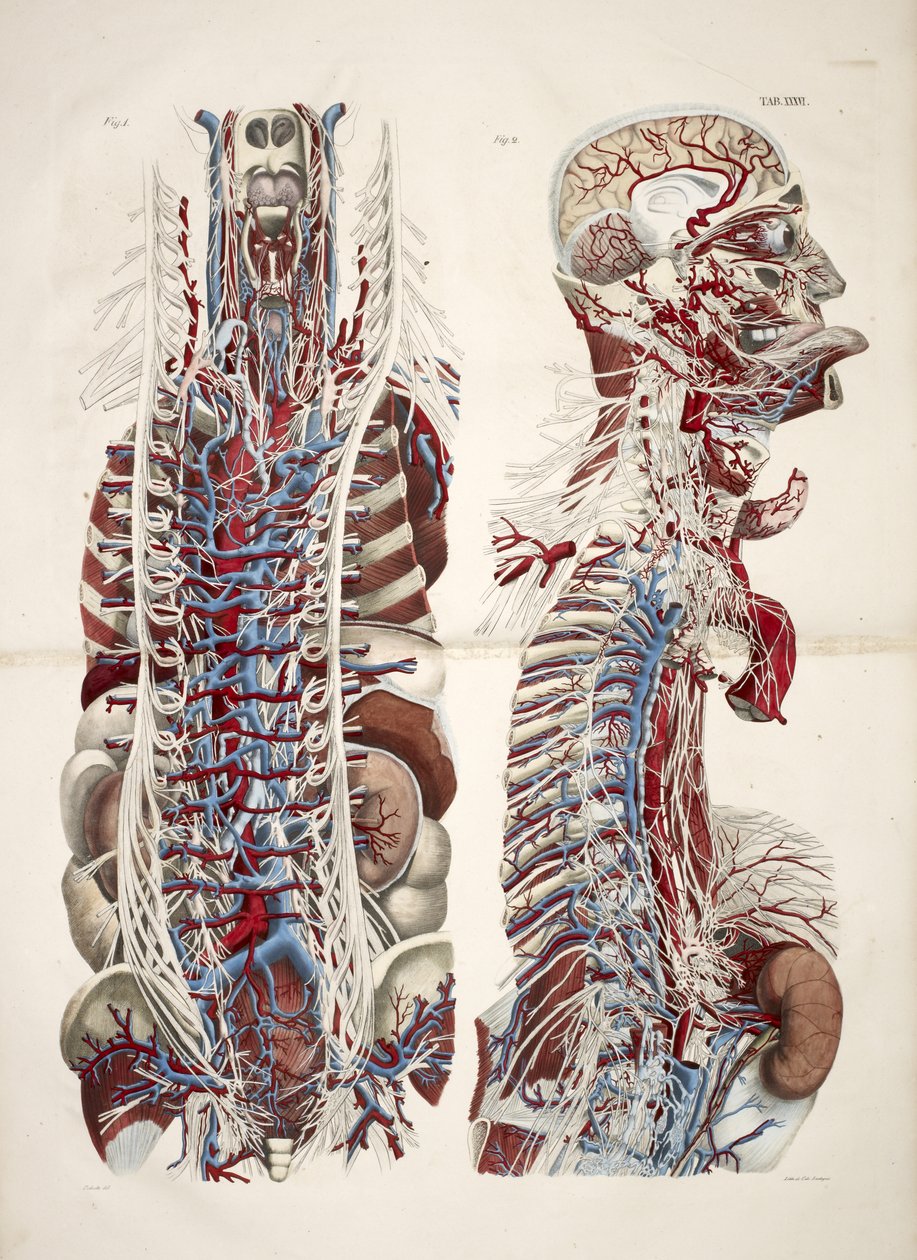 Fej és törzs, „Az emberi test természetes méretekből kidolgozott anatómiai lemezei, magyarázó szöveg kíséretében Kiadta a cte de Lasteyrie...”, 1824 körül (színes litó) alkotó: French School