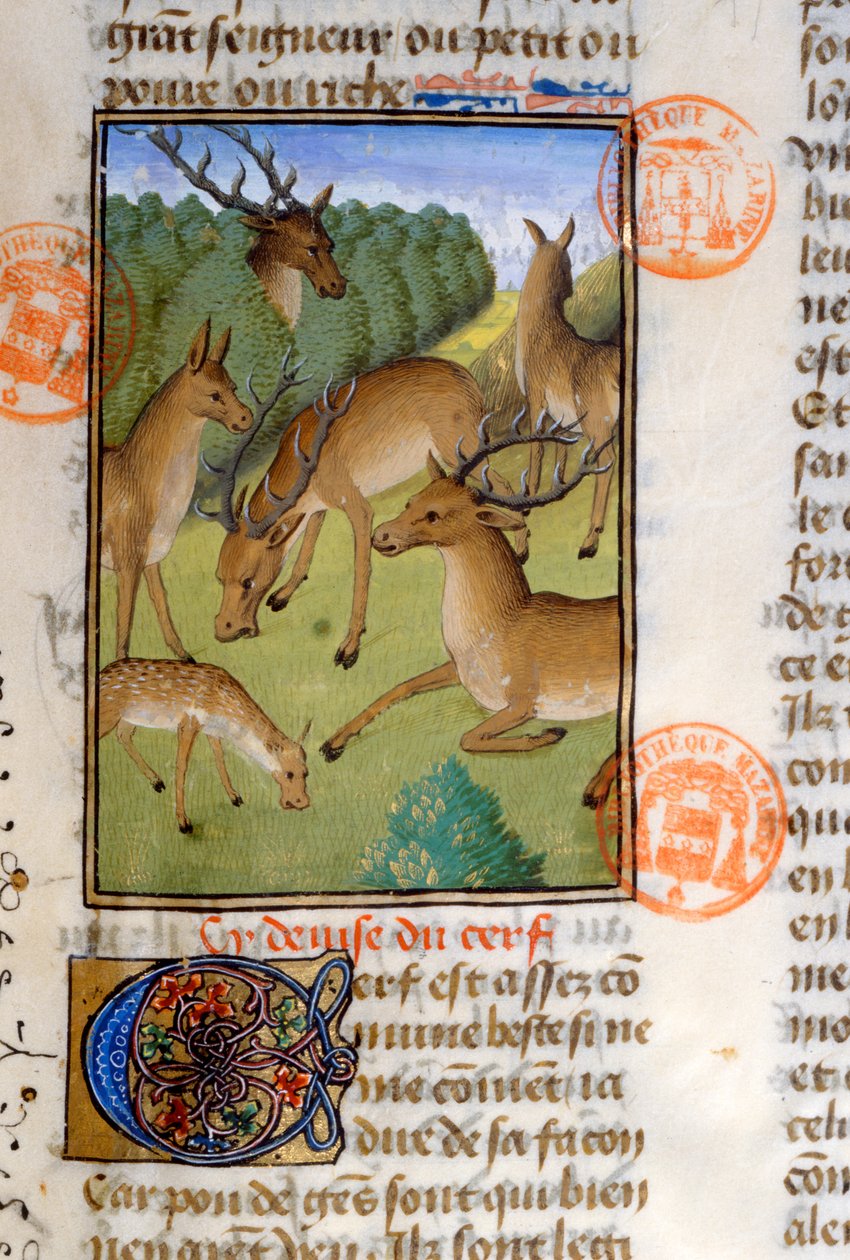 Szarvascsorda a Livre de la Chasse-ból, Gaston Phebus de Foix (1331-91) alkotó: French School