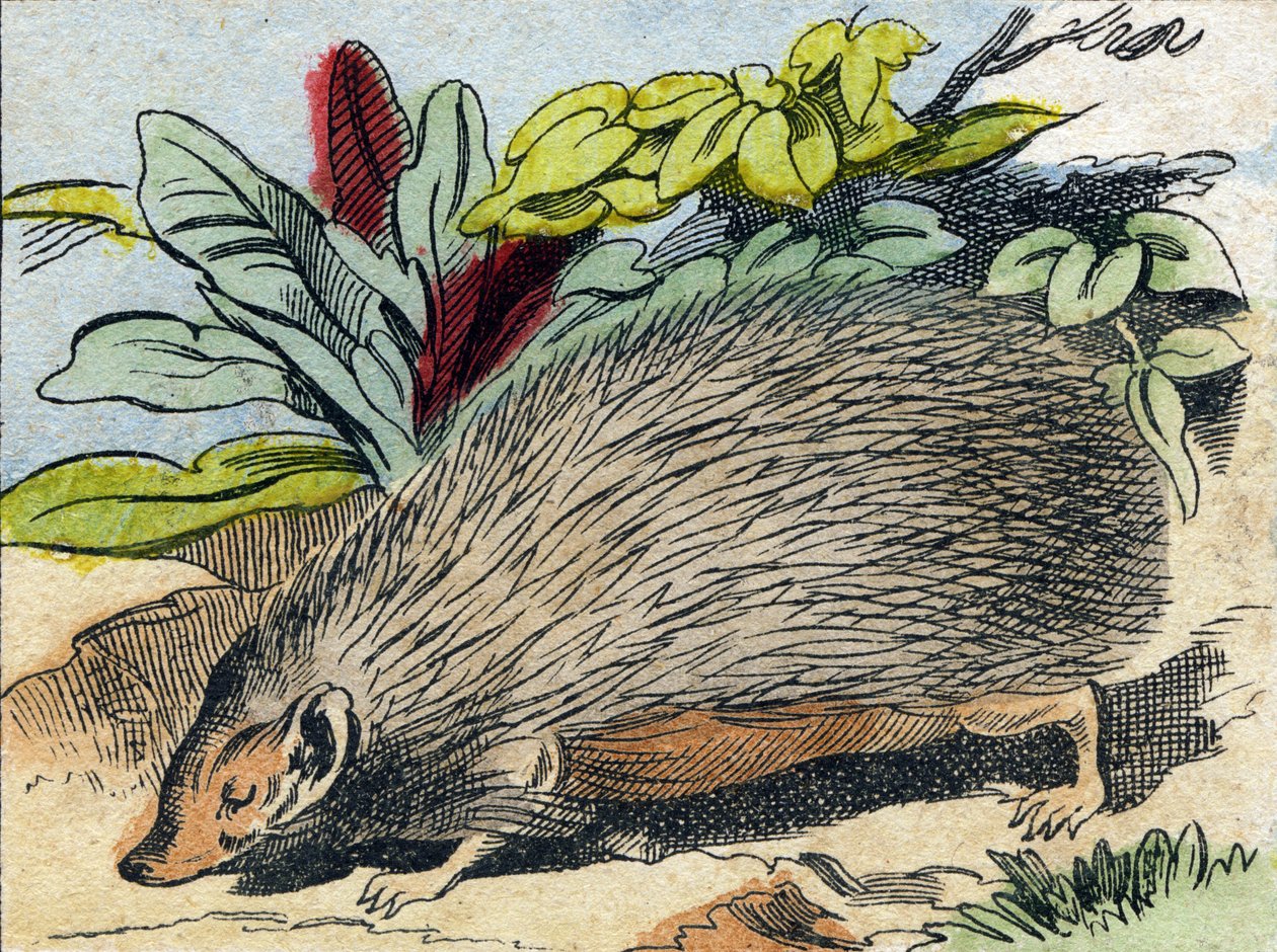 Herisson. Metszet „Buffon Alphabet des Animaux". 3. sorozat N 1. Epinal képalkotása, Epinal, 19. század vége. 16 oldal. Mérete: 28x21 cm alkotó: French School
