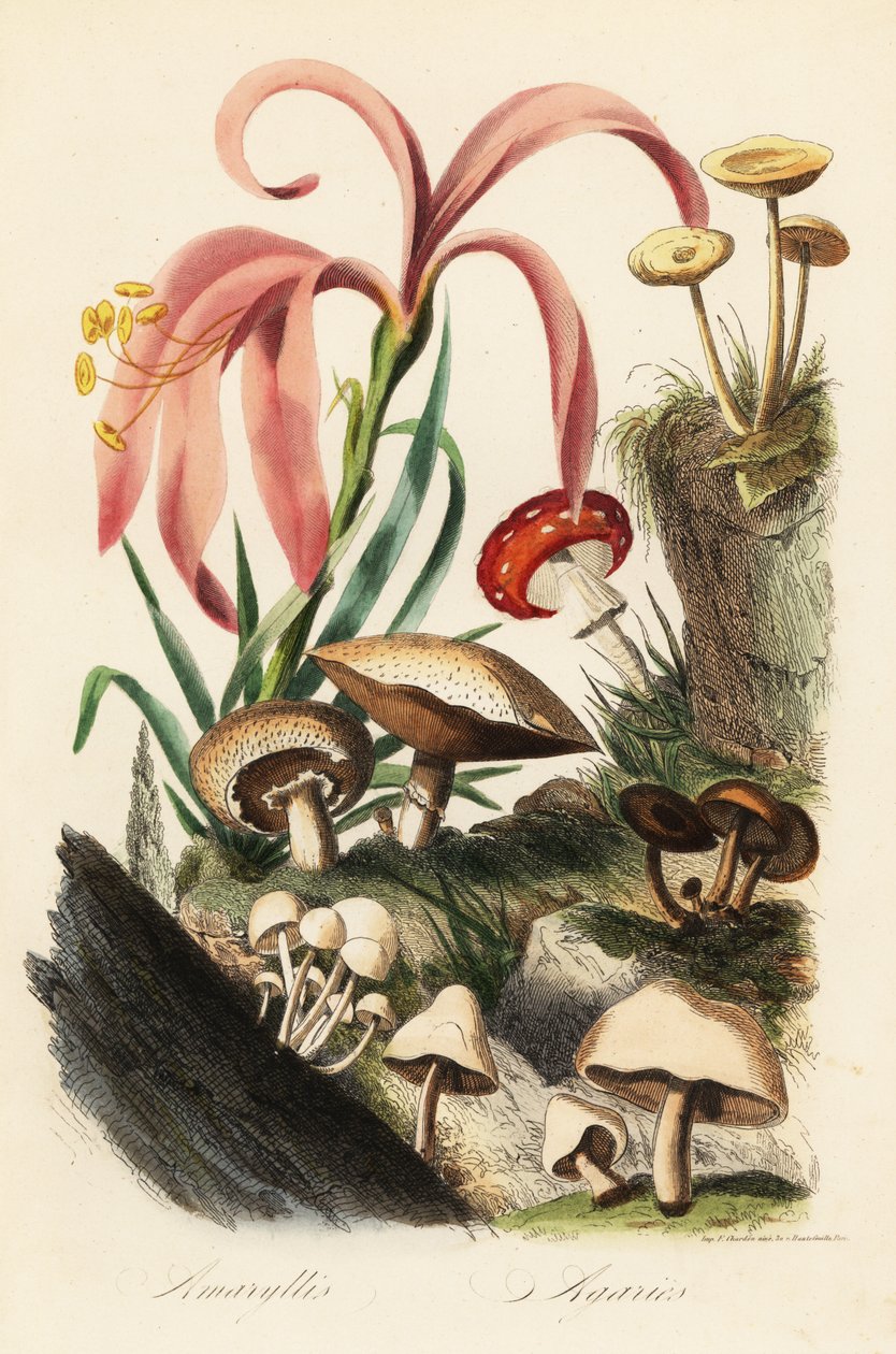 Hippeastrum fajok, légyölő galóca, Amanita muscaria, Amanita caesarea, Caesar