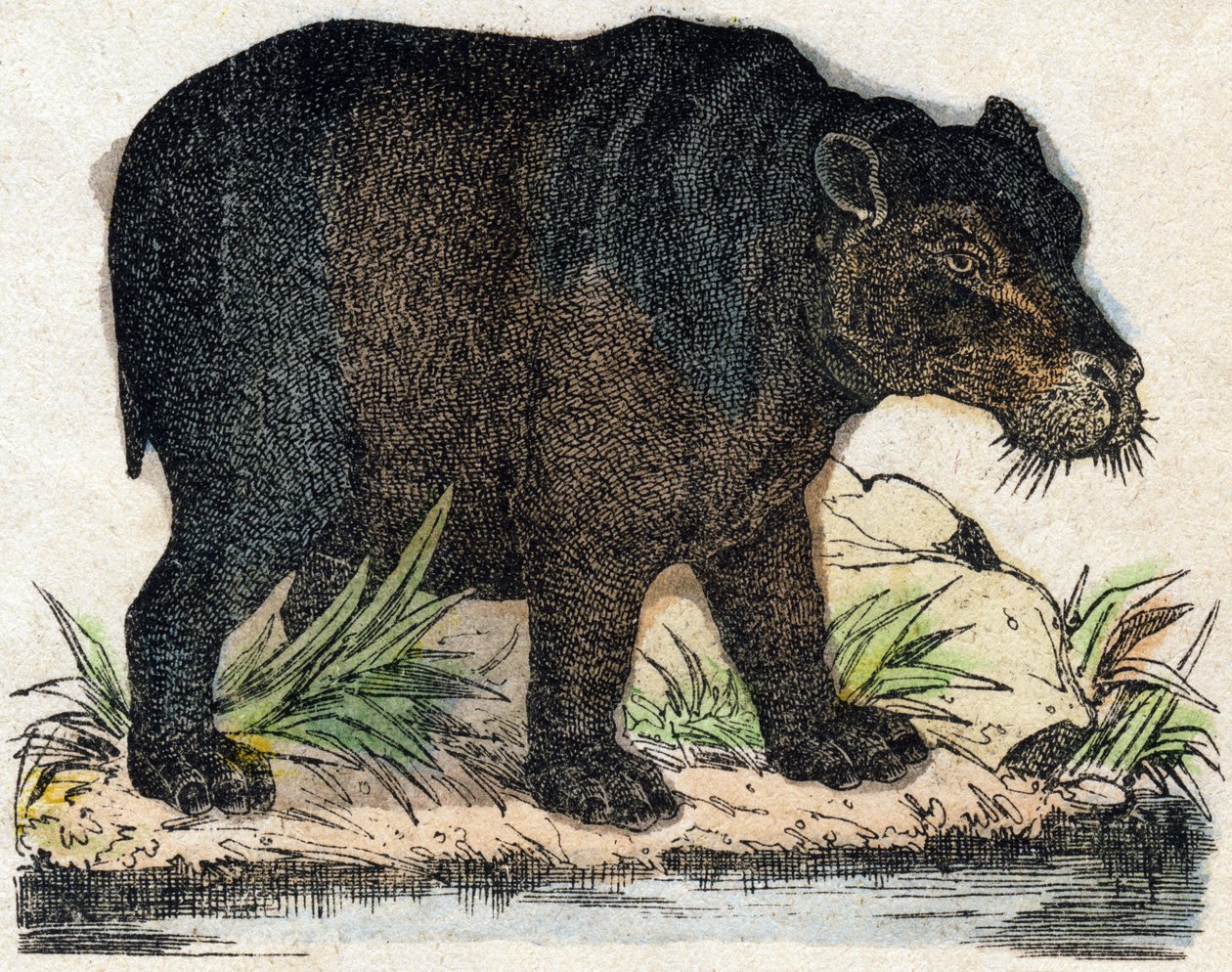 Víziló. Metszet: „Alphabet des animaux sauvages””. 9. sorozat. Epinal, Pellerin, nyomdász-kiadó képei, 1870 körül. Metszetek fára, stencilezett. 16 oldal. Mérete: 20 x 15 cm. Magángyűjtemény alkotó: French School