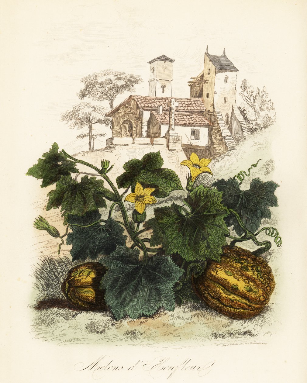 Honfleur dinnye, Cucumis melo alkotó: French School