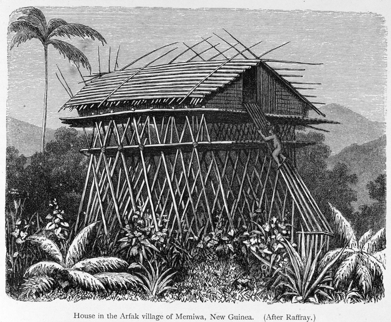 Ház Arfak faluban, Memiwaban, Új-Guineában, az „Az emberiség története” 1. kötetéből, Friedrich Ratzel professzor, 1896 alkotó: French School