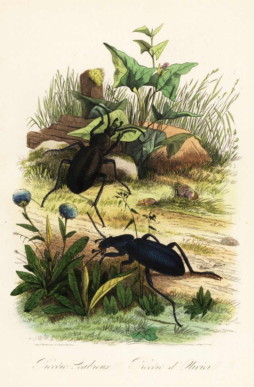 Hatalmas lila földi bogarak, Carabus scabrosus alkotó: French School