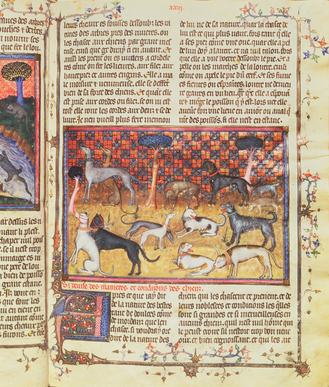 III. Gaston, Foix Phebus, a vadász grófja, vadászkutyák (1331-91), Livre de la Chasse, 1387-89 (gouache, pergamen) alkotó: French School