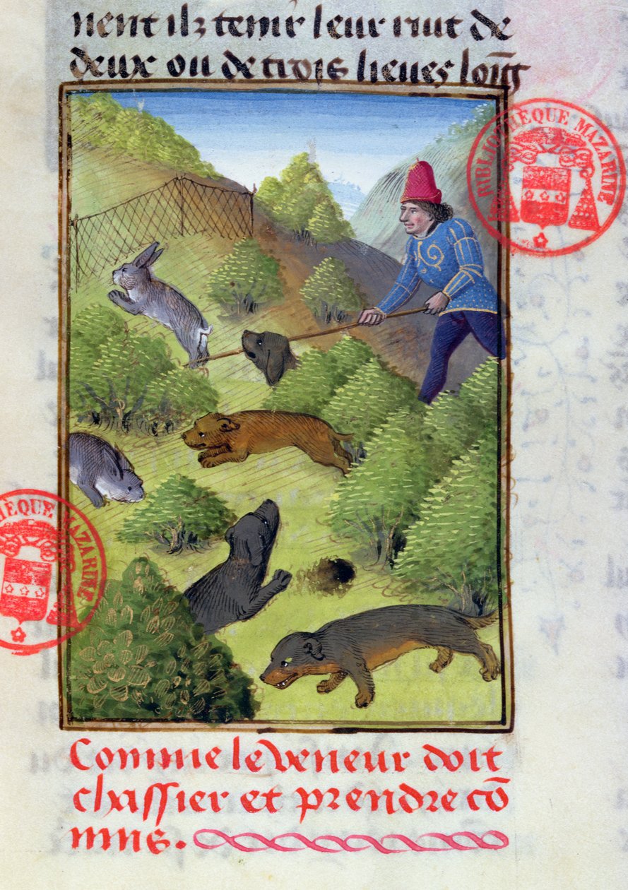 Nyulak vadászata kutyákkal és hálókkal, Gaston Phebus Livre de la Chasse-jából, 15. század eleje alkotó: French School