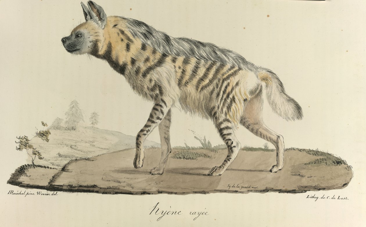 Hiéna, csíkos hiéna, az emlősök természetrajzából (színes litho) alkotó: French School