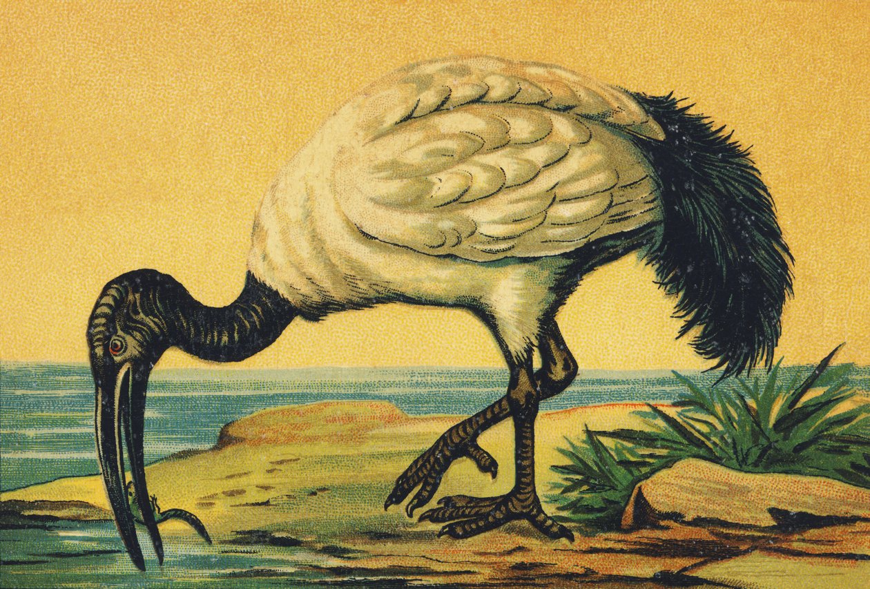 Én mint Ibis alkotó: French School