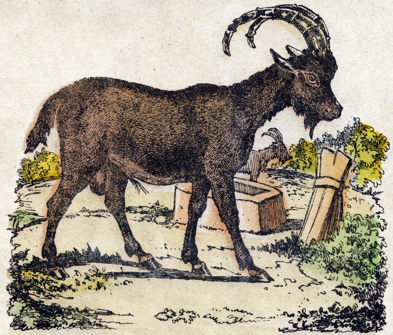 Kőszáli kecske. Metszet: „Alphabet des animaux sauvages””. 9. sorozat. Epinal, Pellerin, nyomdász-kiadó képei, 1870 körül. Metszetek fára, stencilezett. 16 oldal. Mérete: 20 x 15 cm. Magángyűjtemény alkotó: French School