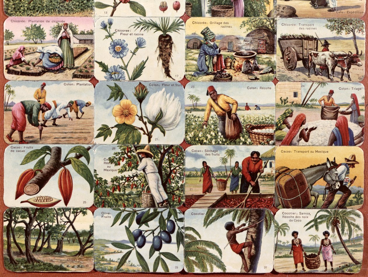 Illusztráció egy francia iskolai tankönyvhöz a telepek különféle termékeivel, 1920-30 körül alkotó: French School