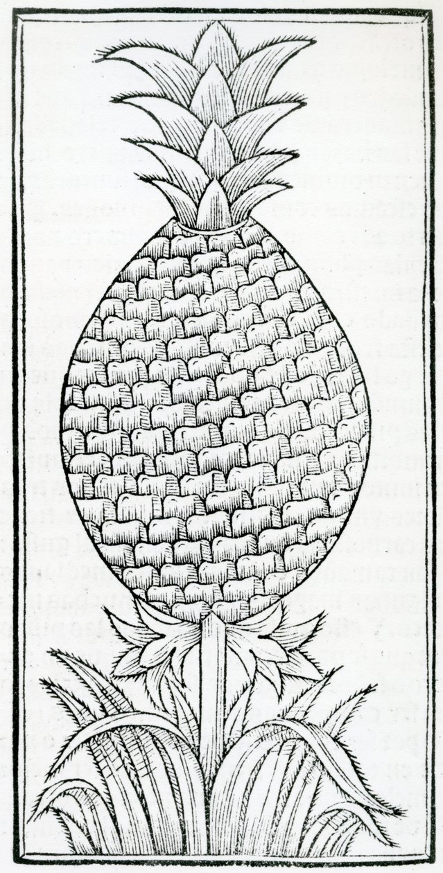 Illusztráció az Indiák természetrajzából, Gonzalo Fernández de Oviedo (1478–1557) alkotó: French School