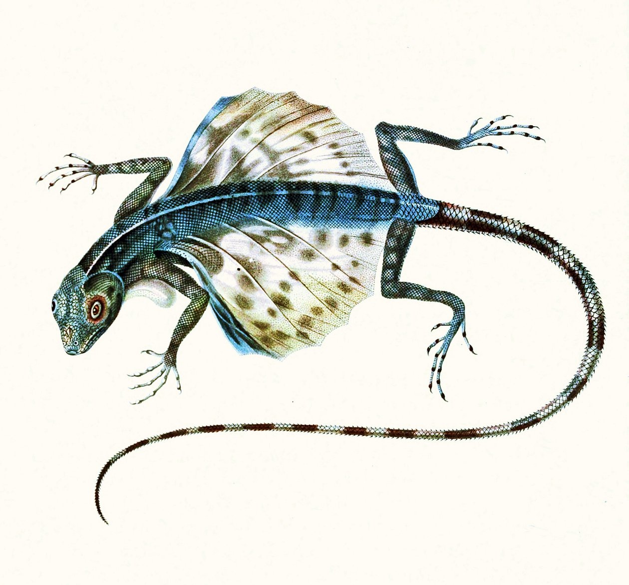 A sikló gyík illusztrációja - Draco Volans 1831 (színes metszet) alkotó: French School