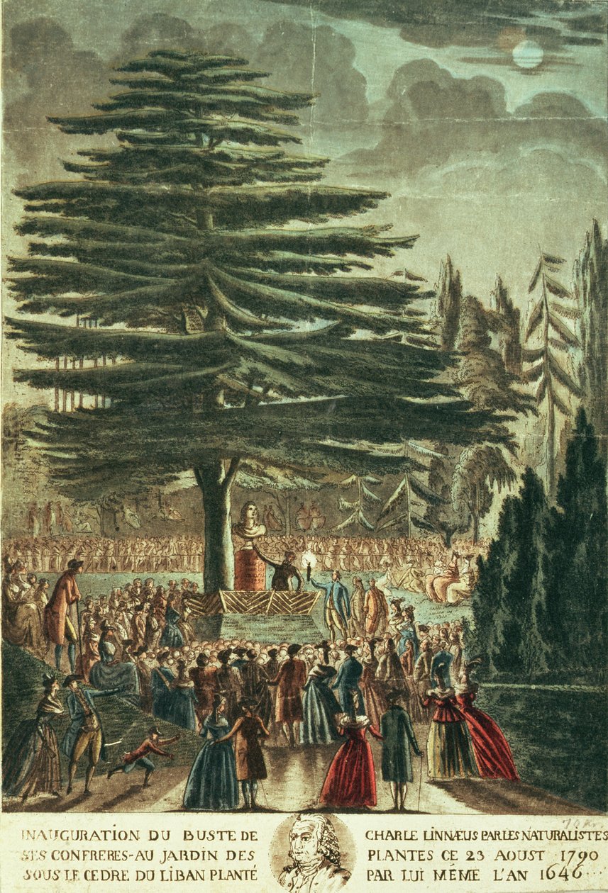 Carl Linnaeus (1707-78) mellszobrának felavatása a Jardin des Plantes-ban, a libanoni cédrus alatt, amelyet 1646-ban ültetett el, 1790. augusztus 23. alkotó: French School