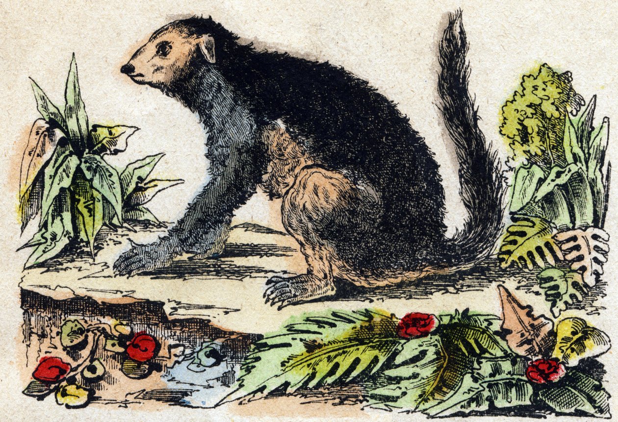 Indri (lemúriai). Metszet: „Alphabet des animaux sauvages””. 9. sorozat. Epinal, Pellerin, nyomdász-kiadó képei, 1870 körül. Metszetek fára, stencilezett. 16 oldal. Mérete: 20 x 15 cm. Magángyűjtemény alkotó: French School