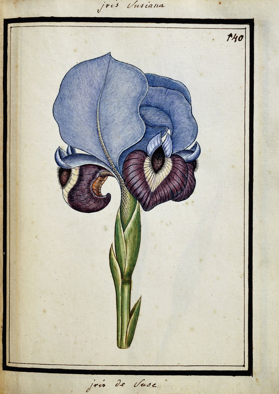 Iris Susana alkotó: French School