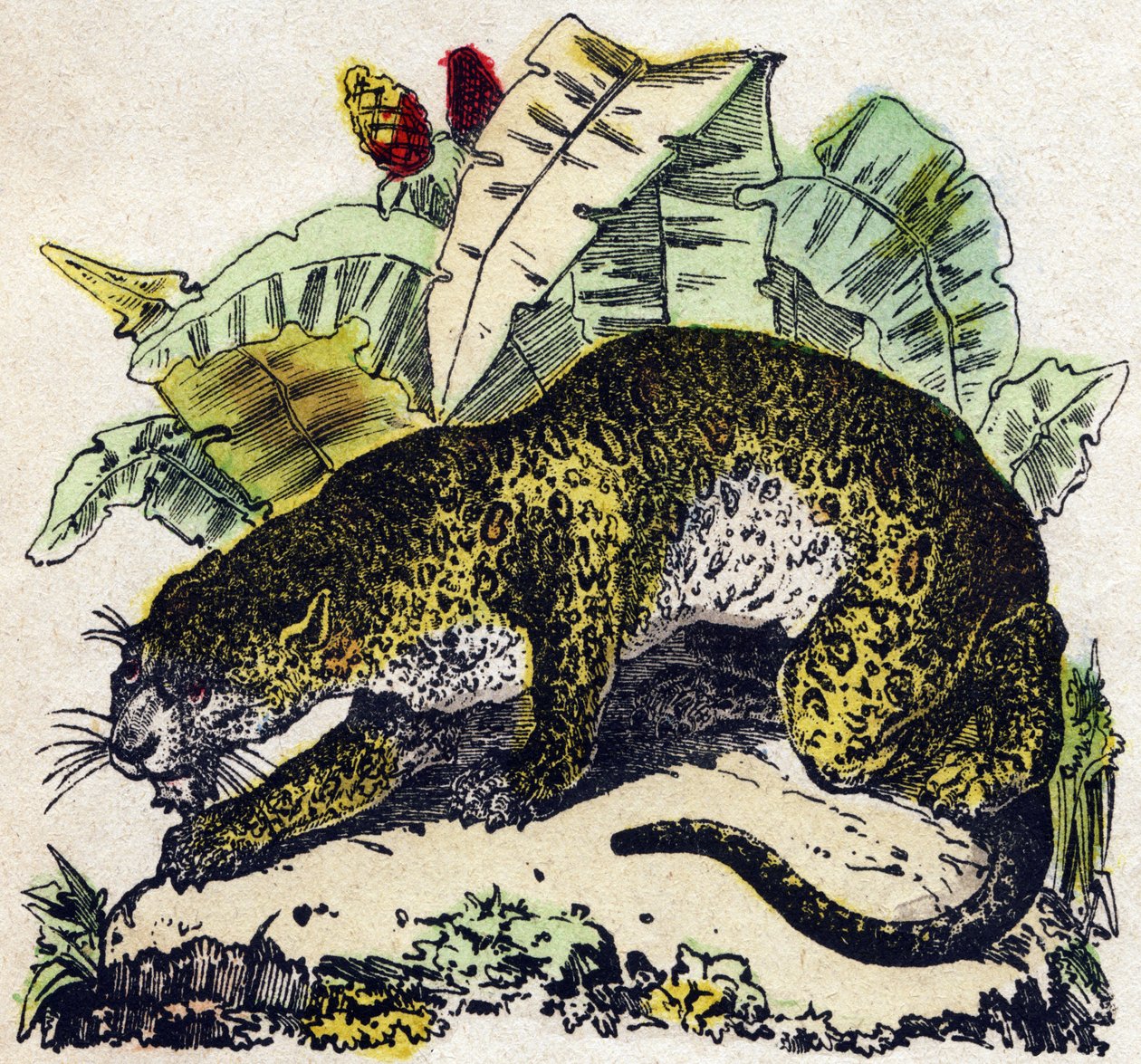 Jaguár. Metszet: „Alphabet des animaux sauvages””. 9. sorozat. Epinal, Pellerin, nyomdász-kiadó képei, 1870 körül. Metszetek fára, stencilezett. 16 oldal. Mérete: 20 x 15 cm. Magángyűjtemény alkotó: French School