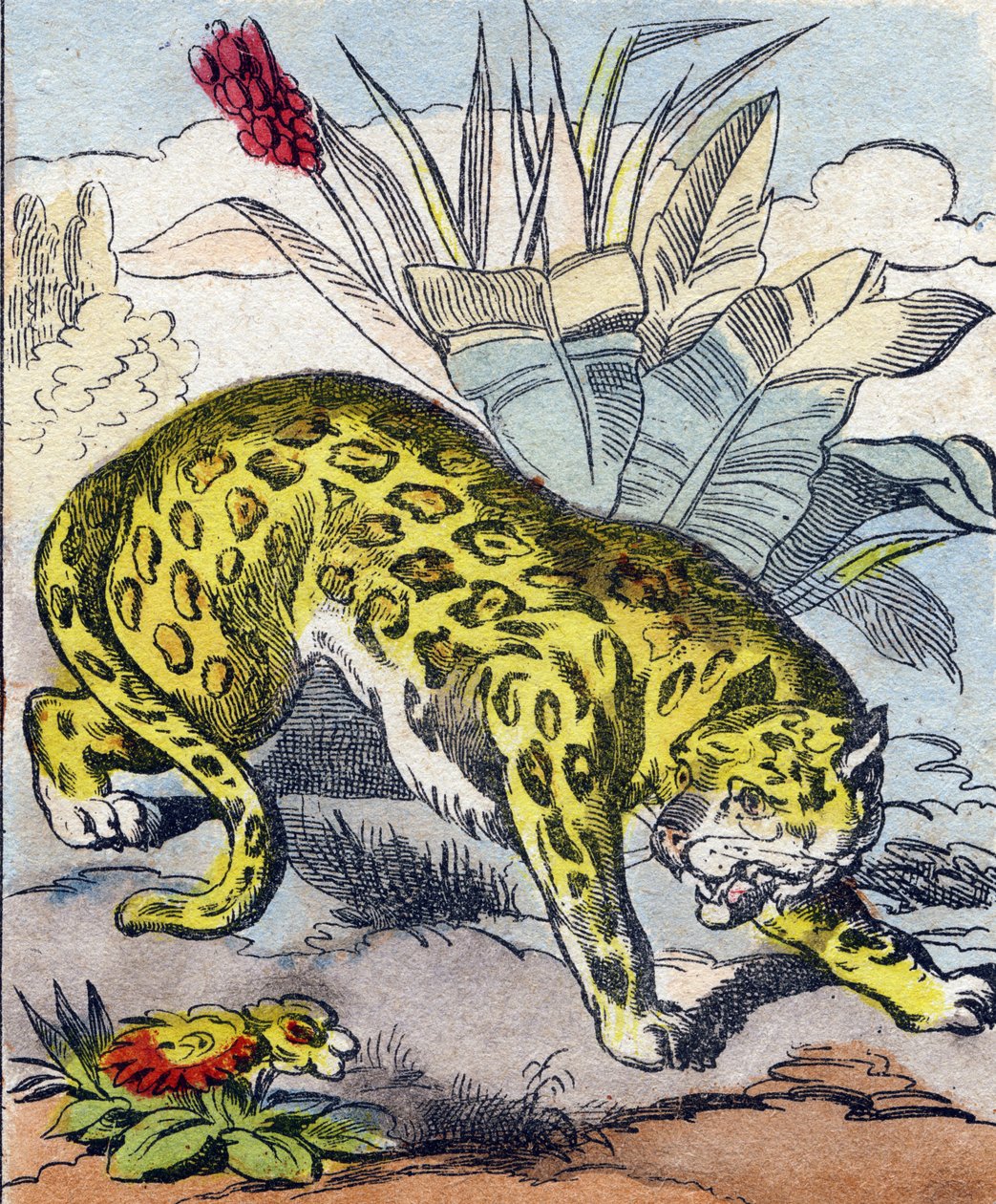 Jaguár. Metszet „Buffon Alphabet des Animaux". 3. sorozat N 1. Epinal képalkotása, Epinal, 19. század vége. 16 oldal. Mérete: 28x21 cm alkotó: French School