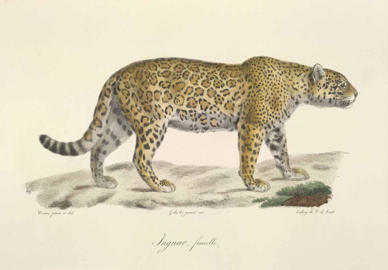 Jaguár, nőstény, az emlősök természetrajzából (színes litho) alkotó: French School