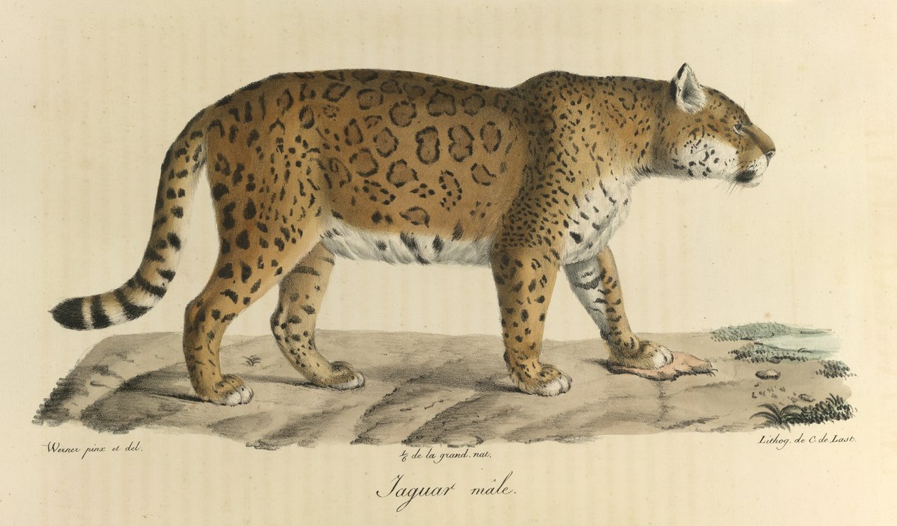 Hím jaguár. Egy hím jaguár, az emlősök természetrajzából (színes litho) alkotó: French School