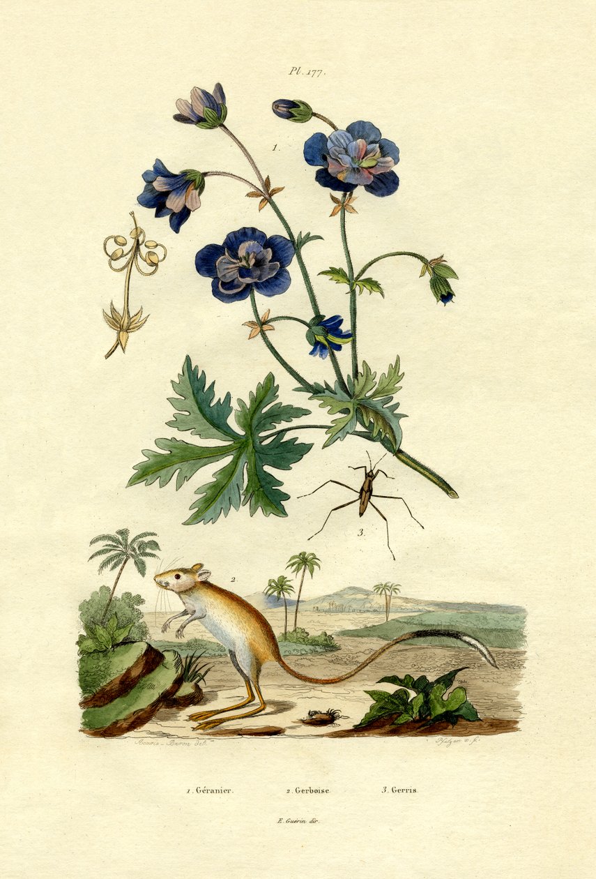 Jerboa, 1833-39 alkotó: French School