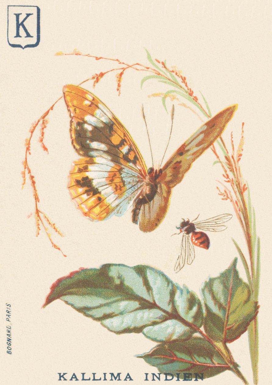 K: Indiai Kallima (Cethosia biblis) alkotó: French School