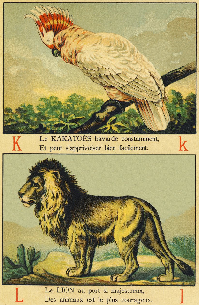 K mint Kakatoes és L mint Lion alkotó: French School