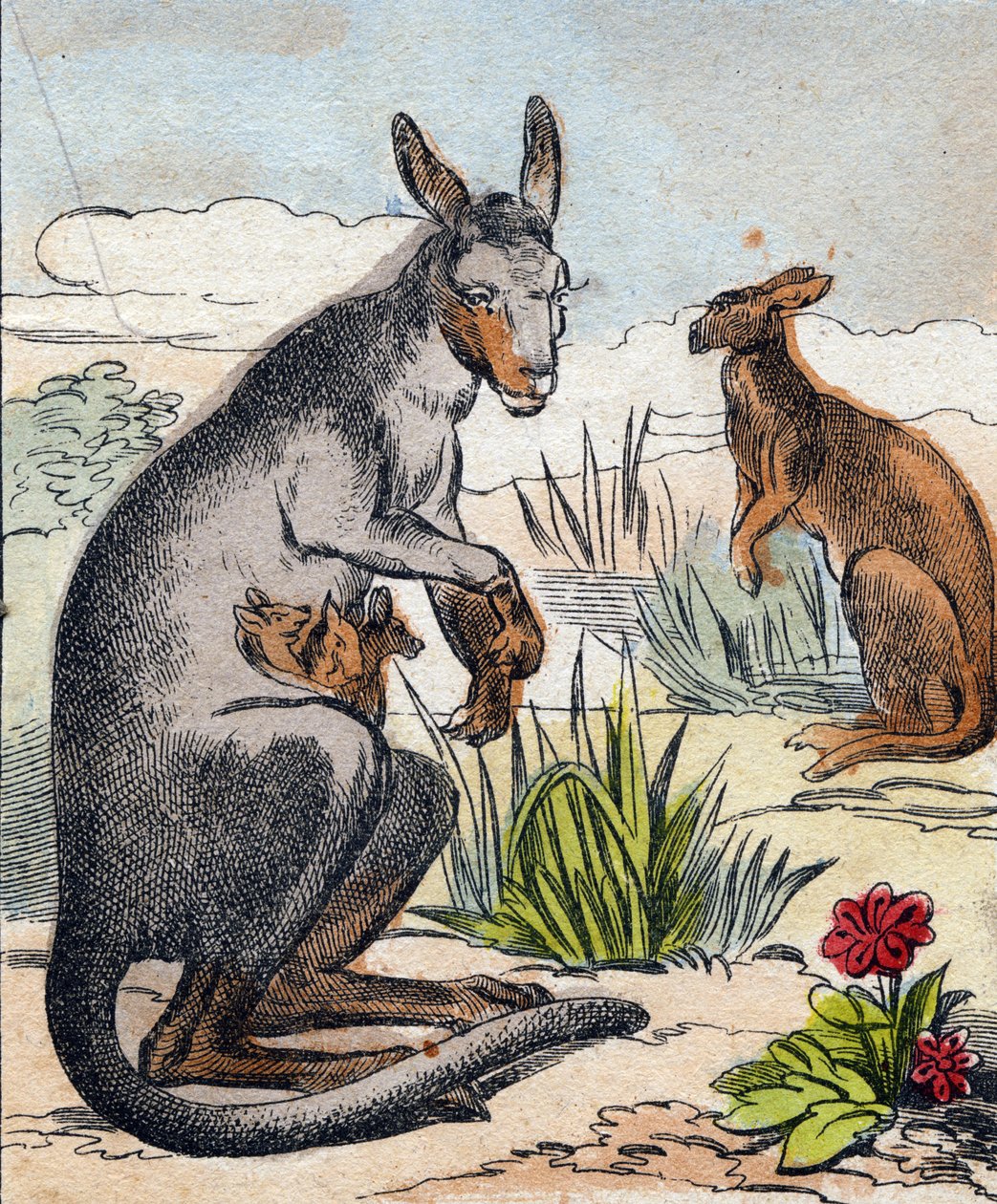 Kenguru. Metszet „Buffon Alphabet des Animaux". 3. sorozat N 1. Epinal képalkotása, Epinal, 19. század vége. 16 oldal. Mérete: 28x21 cm alkotó: French School