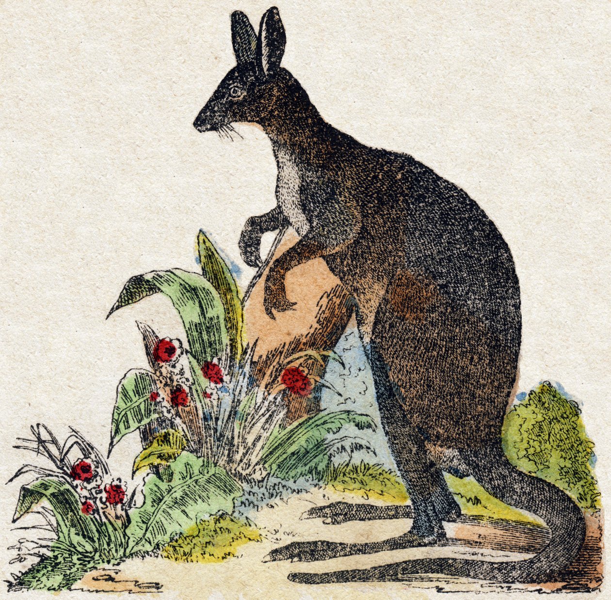 Kanguroo. Metszet: „Alphabet des animaux sauvages””. 9. sorozat. Epinal, Pellerin, nyomdász-kiadó képei, 1870 körül. Metszetek fára, stencilezett. 16 oldal. Mérete: 20 x 15 cm. Magángyűjtemény alkotó: French School