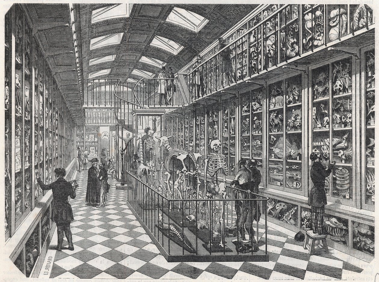 A Párizsi Orvostudományi Iskola – Összehasonlító anatómiai galéria – Edmond Texier „” Tableau-de-Paris” metszete 1852. alkotó: French School