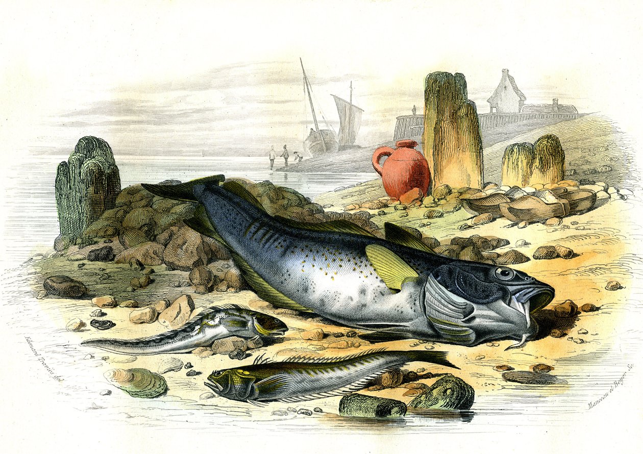 La Blennie Ovipare (Blennius viviparus), en bas la trachine vive et le gad cod - Plate extracted from Histoire Naturelle by Bernard Germain de Lacepede (1856-1925), edition P.Furme, Paris alkotó: French School