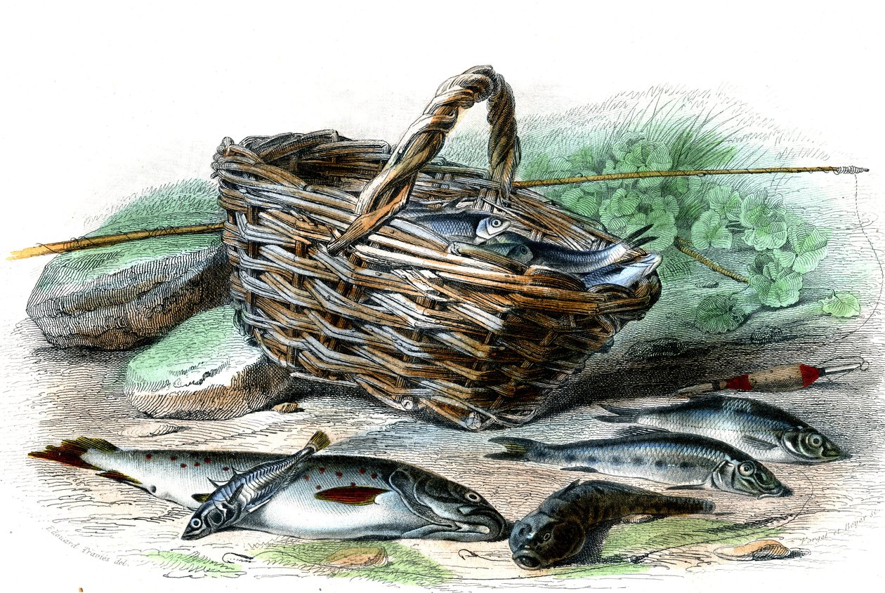 A pisztráng (Salmo Trutta), a Chabot-csont (Collus Chabraea), a spenót (Gasterosteus aculeatus), a tokhal (Gobio Gobio), a tokhal (Alburnus Alburnus) - Bernard Germain de Lacepede (1856-1925) természetrajzi táblája , P.Furme kiadás, Párizs alkotó: French School