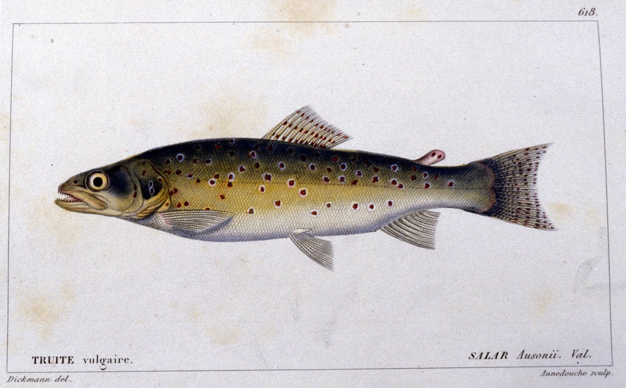 A közönséges pisztráng a „halak természettörténete” szerint, Cuvier, Valenciennes, Párizs alkotó: French School